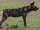 North American wild dog (SciiFii)