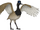 Blue-crested bustard (SciiFii)