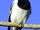 American butcherbird (SciiFii)