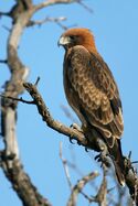 The Little Eagle is One Of Two Relatives of the Giant Haast's Eagle That Lives In Australia and This Island.