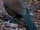 American laughingthrush (SciiFii)