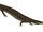 Aigialosaurus (SciiFii)
