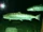 Columbian Salmon