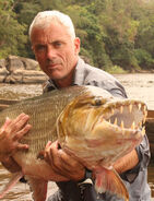 Jeremy Wade Did an Episode of River Monsters on the Island Titled Foot-Ripper where he went to catch the famous Mega Prihana but found out what was biting peoples feet off it was the Great Gold Jaws Shark.