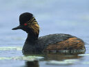 Black-necked Grebe