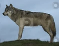Southern Rocky Mountain wolf (Canis lupus youngi)