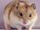 American hamster (SciiFii)