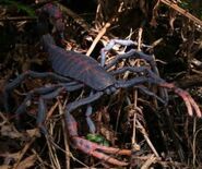 A Plumonoscorpious a giant scorpion it only lives near the swamp so it's not much of a threat and unlike a normal scorpion's it won't will hurt bad but the venom docent affect humans, will attack Small Dinosaurs, Small Mammals and sometimes corpes of big animals.