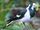 American magpie-lark (SciiFii)