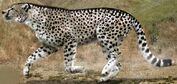 Giant cheetah