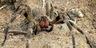 Brazilian Wandering Spiders are Spiders that thrive in Brazil but introduced to the island by south American people who were visiting the island, The People of the island is Immune to this spiders venom and therefore can be kept as pets as a replacement for tarantula.