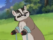 Badger (Franklin)