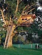 Frank's treehouse