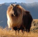 Himalayan tahr, one of the introduced species of Lincoln Island, common in the mountains of the island.