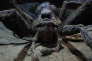 Aragog is the leader of the Acromantula's (Acromantulas are a Turantula Specie that is sentient and agrresive to humans exept only a few) He Lives in hogwarts and even faked his death. Arcomantulas are scared of Basilisks because Basilisks Hunt Arcomantulas. he reaches 40 Ft. Long and is one of the biggest spider species of all time.