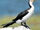 American pied shag (SciiFii)