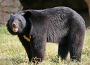 Asian black bear, one of the introduced species of Ibis Island, common in the forests and mountains of the island.