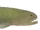 Rhizodus (SciiFii)