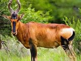 Bubal hartebeest (SciiFii)