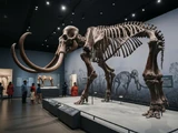 Indian Mammoth