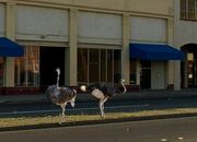 Ostriches In Marysville