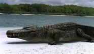 This Deinosuchus is walking toward a carcass of an unknown animal. The Deinosuchus is a Giant Alligator that lives on the island and Texas hunting Giant Dinosaurs and Pterosaurs and big fish such as Hyneria, Future Sharks and Humans. They Live with other crocodiles on the island. They were introduced to south america were they are thriving well.