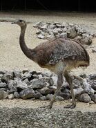 Lesser rhea