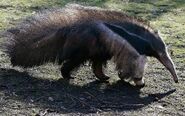 Giant anteater