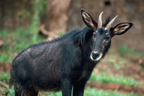 Sumatran serow