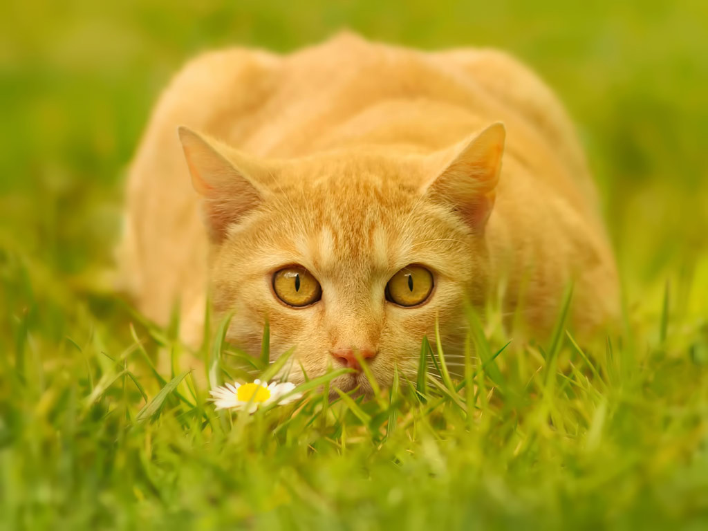 10 hungry cats are trying to get their meal - YouTube