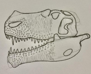 The skull of an Urkanthus