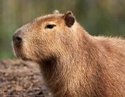 Capybara