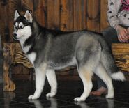 Dengo's canine form. (I don't know why, but when I googled "black and white husky", this picture is the one that struck me as the most Dengo-ish.)