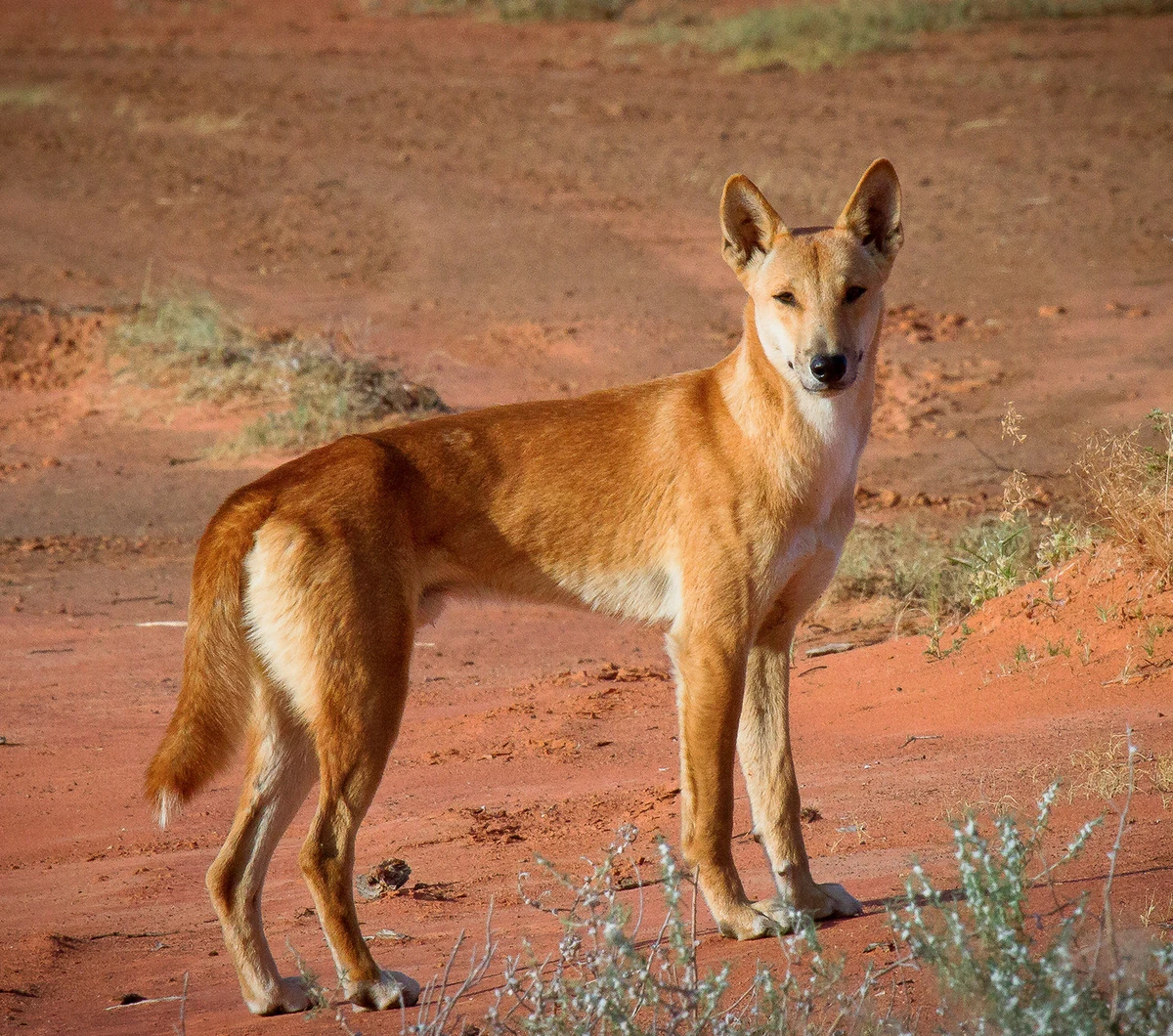 Le Dingo | Wiki Fans des Chiens et des loups 🐶🐺 | Fandom