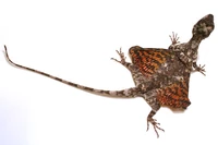 Draco volans