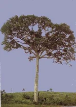 Sumaúma (Ceiba pentandra)