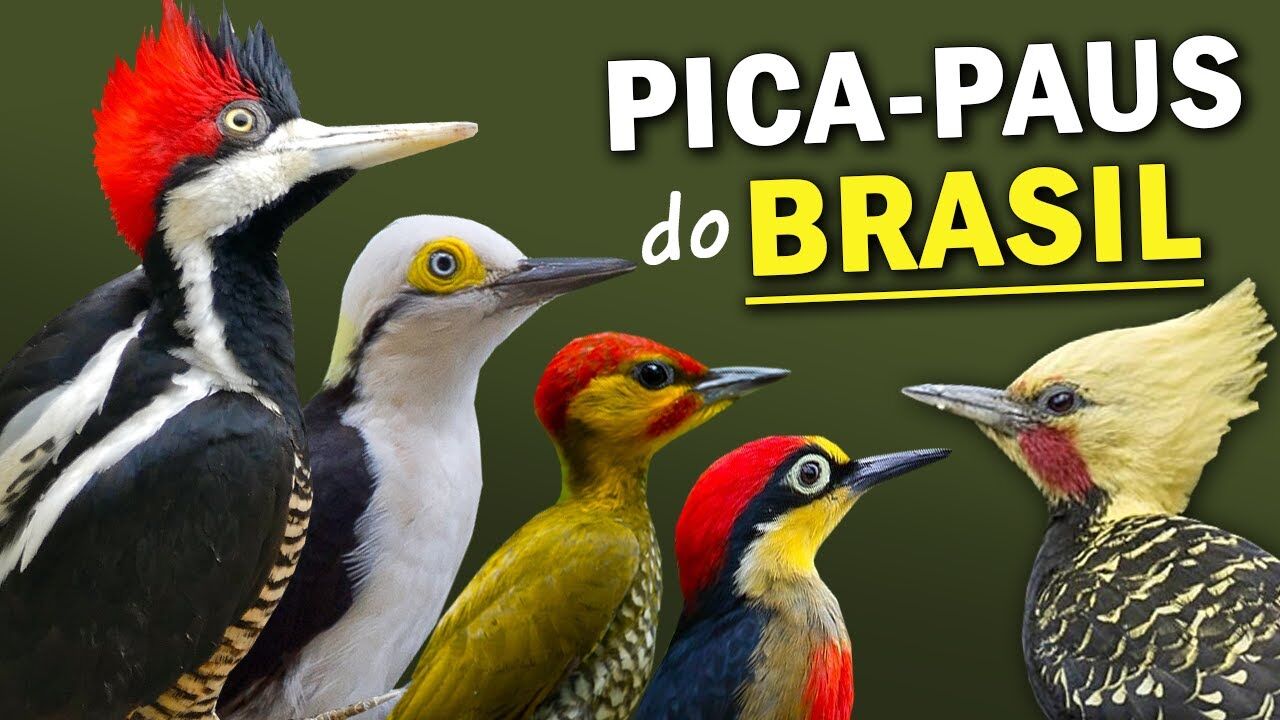 Pica-Pau em Português, Pica-pau-vaqueiro