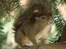 Serelepe-3-Monte-Verde-MG-26-8-07-ASilveira