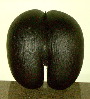 Female coco