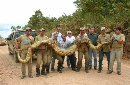 AS MAIORES COBRAS DO MUNDO! Serpentes gigantes que existem de