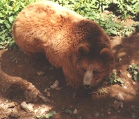 urso pardo do himalaia (Ursus arctos isabellinus)
