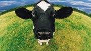 Vaca Mocha 1
