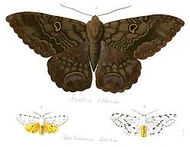 Mariposa