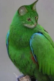 Papagaio