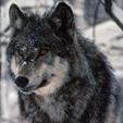 Lobo russo (Canis lupus communis)