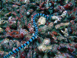 Serpente do Mar do Golfo Árabe