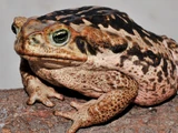 Sapo Cururu