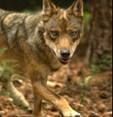 Lobo itálico (Canis lupus italicus)