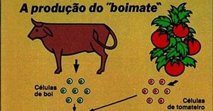 Imagem Cortada do Boimate