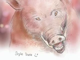 Porca Ruiva
